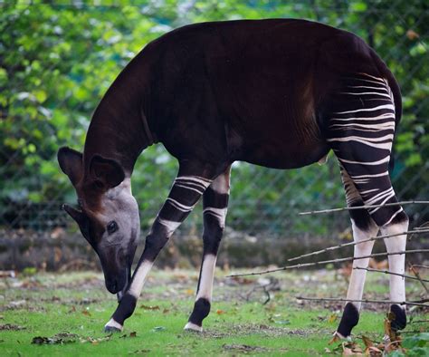 Okapi - Dublin Zoo