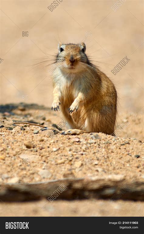 Great Gerbil ( Image & Photo (Free Trial) | Bigstock