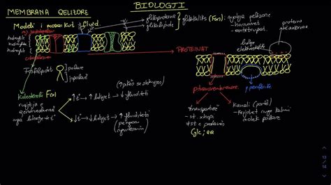 Membrana Qelizore |M1, K3, Biologji| - YouTube