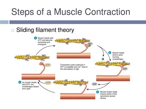 Muscle Contraction Diagram Answer Sheet