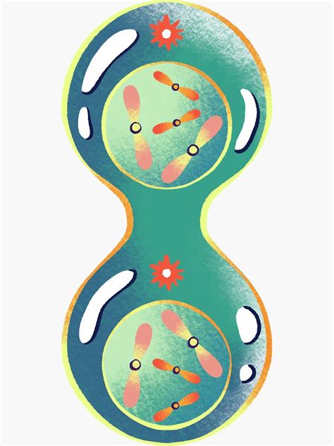 "Mitosis Cell Division" Sticker for Sale by PotluckPrints | Redbubble