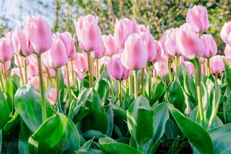 Group pink tulips against the sky. Spring landscape. 6200345 Stock ...