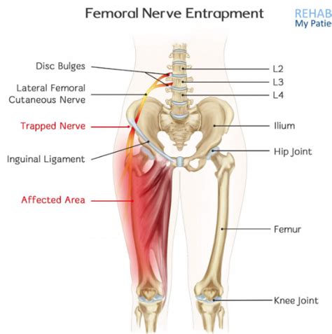 L4 Nerve Root Motor Function | Webmotor.org