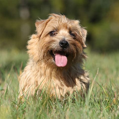 Norfolk Terrier - Puppies, Rescue, Pictures, Information, Temperament, Characteristics | Animals ...