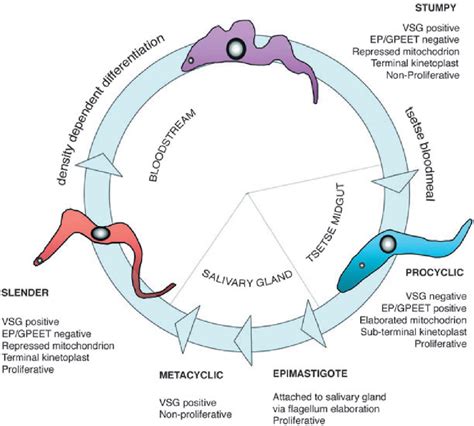 Trypanosoma brucei brucei | Semantic Scholar