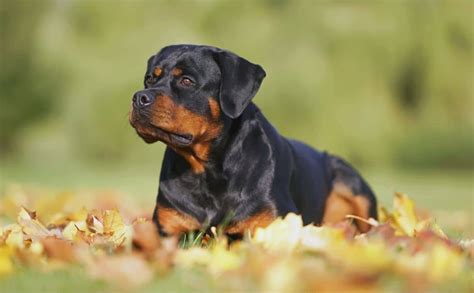 Rottweiler Guide: Learn About Their Temperament, Shedding, Size, Cost ...