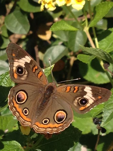 Buckeye Butterfly. Buckeye Butterfly, Moth, Insects, Garden, Animals ...