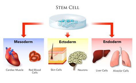 The Truth About Stem Cells in Skin Care - ORO GOLD School