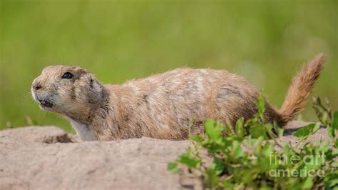 Prairie Dog in the Badlands Photograph by Bobby Griffiths