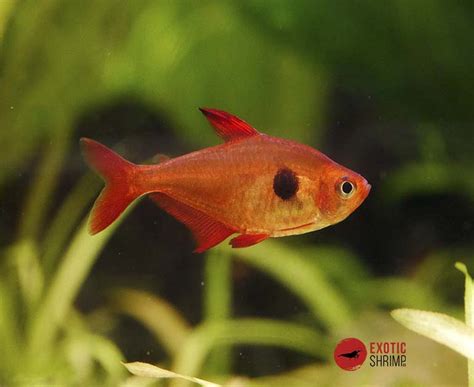 TETRA FANTASMA ROJO - Hyphessobrycon sweglesi - Exotic-Shrimp