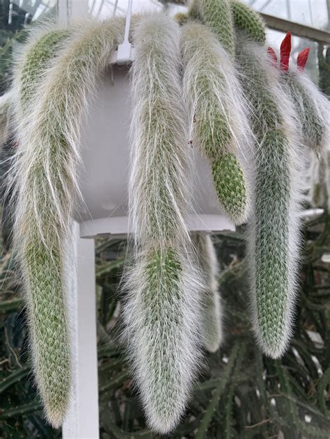 Monkey's tail cactus - 10 seeds — rareplant