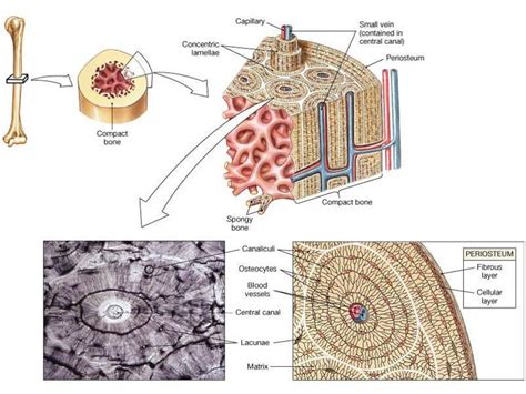 Lacuna Anatomy