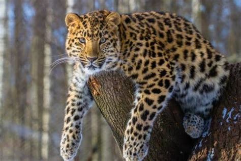 Amur Leopard (Panthera pardus orientalis) | Incredible Facts | A-Z Animals