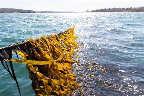 Maine-Grown Kelp: Opportunity & Impact - Gulf of Maine Research Institute