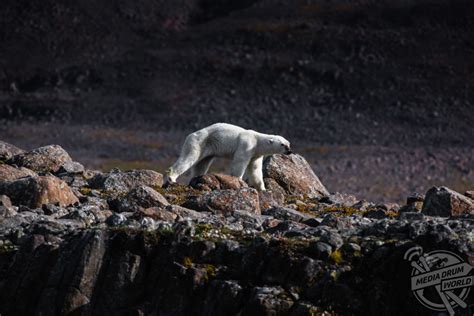 Starving Polar Bear Captured Searching For A Meal That May Not Exist In Emotional Photographs ...