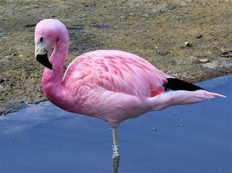 Andean flamingo - Alchetron, The Free Social Encyclopedia