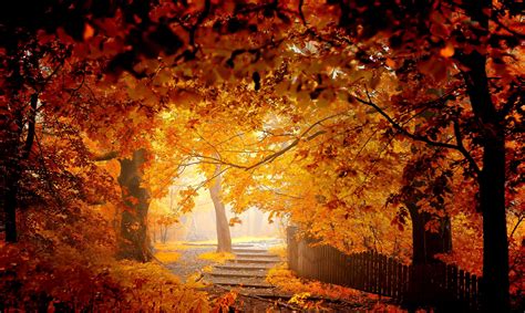 autumn, Road, Bench, Leaves, Woods, Splendor, Fall, Forest, Nature ...