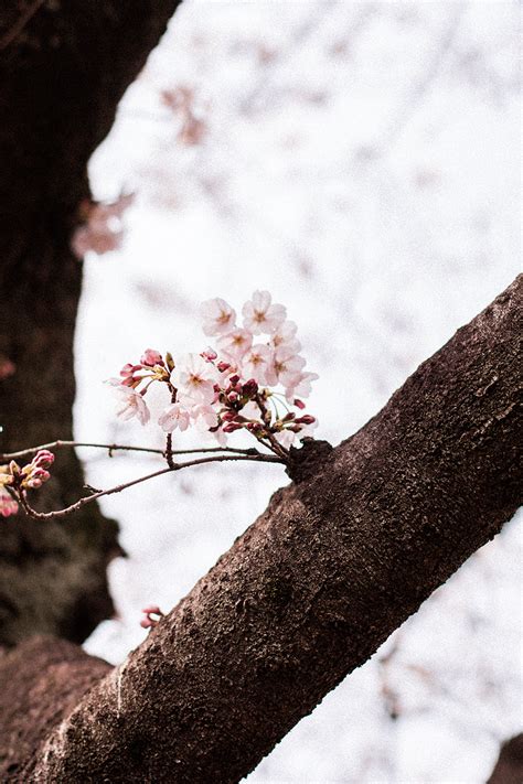 hanami-yoyogi-park_sakura_cherry-blossoms_tokyo_travel-guide_03 | i Heart Alice / iHeartAlice.com