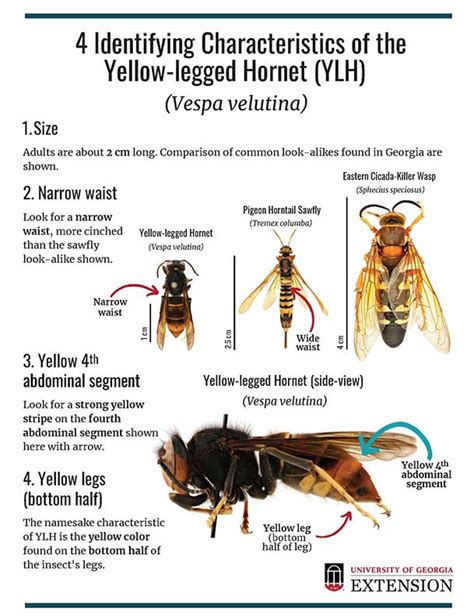 Non-native yellow-legged hornet confirmed in Georgia, U.S. for the ...