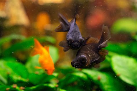 Black Moor Goldfish: Care Guide, Varieties, Lifespan & More (with ...