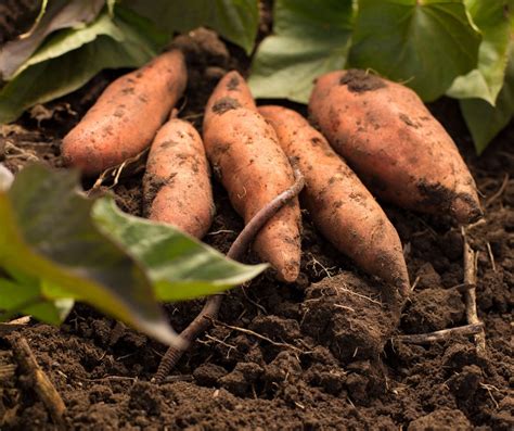 Sweet Potato Planting Guide – Anderson's Seed & Garden