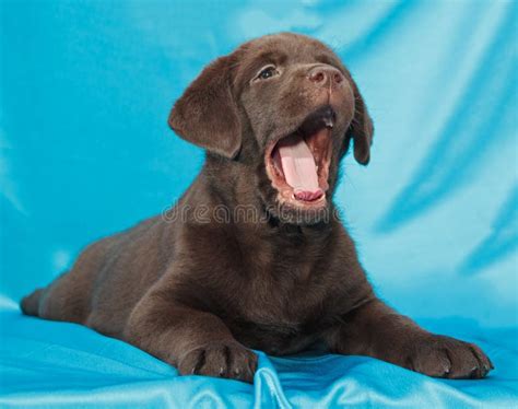 Czekoladowy Labrador Retriever Szczeniak Zdjęcie Stock - Obraz złożonej ...