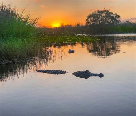 Everglades Tour - MiamiInfoTours.com | Top Miami Tours & Attractions