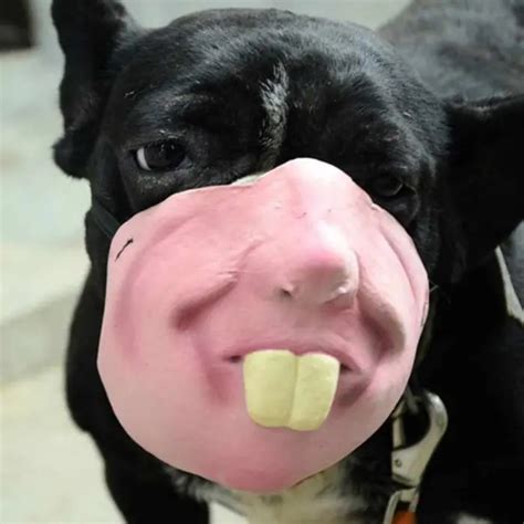 There Is A Company Selling Dog Muzzles That Look Like Human Faces And ...