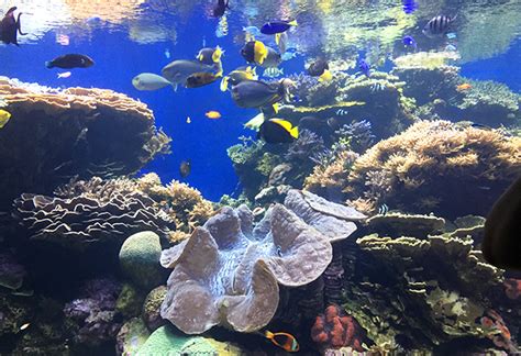 HONOLULU Family Guide: 7 Tips to Exploring Waikīkī Aquarium