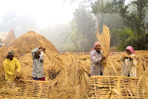 Bangladesh - Nabanna (New crop) is a Bengali harvest festival | Harvest ...