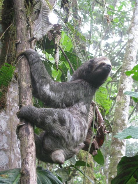 Cloud Forest: Animals In Cloud Forest