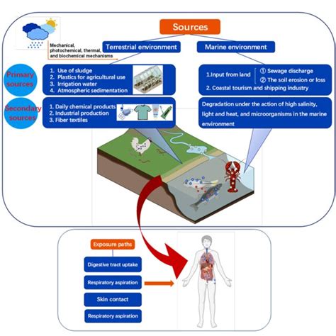 FIGURE Sources and exposure paths of micro (nano) plastics from... | Download Scientific Diagram