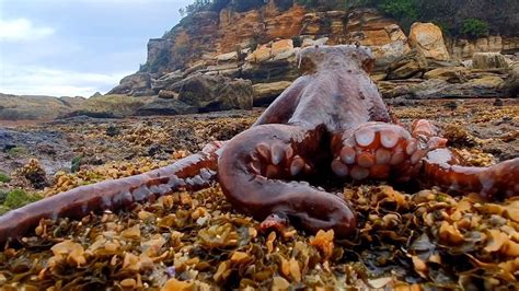 Octopus Walks Across Land - YouTube
