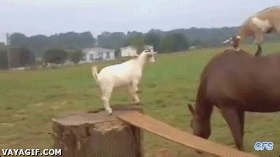 Goats Totes GIF - Find & Share on GIPHY