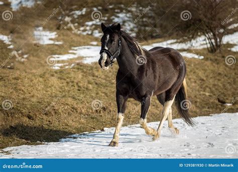 Black and White Horse Running in the Snow Stock Photo - Image of gallop, freedom: 129381930