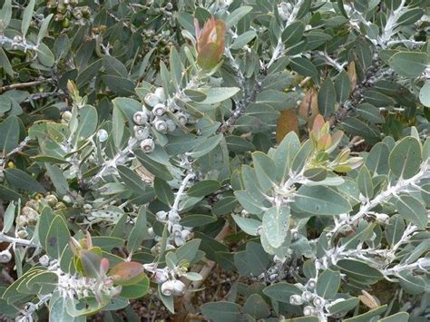 Eucalyptus Pleurocarpa Tallerack 30 AU Seeds