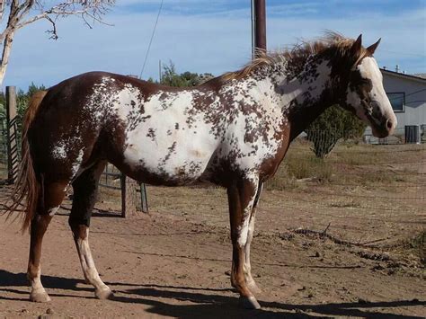 Sabino overo | Pretty horses, Beautiful horses, Horse breeds