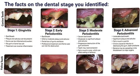 Cat Gingivitis Stages