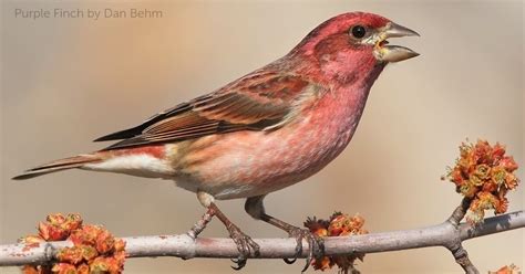 Purple Finch - American Bird Conservancy