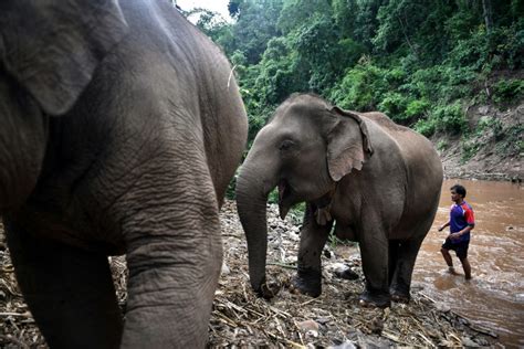 Bangkok Post - Elephants' migration to village brings new stress