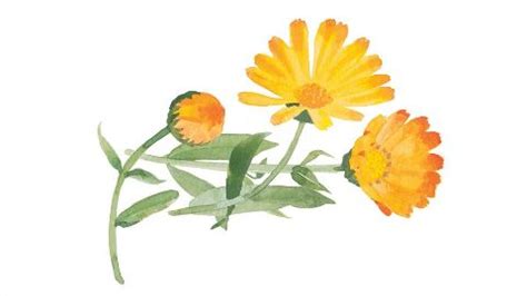 Calendula Officinalis Flower Extract - Weleda