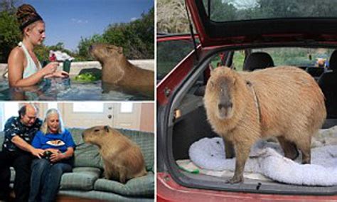 Capybara With Dog