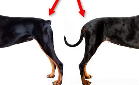 What Is Doberman Tail Docking? Here's Everything You Need To Know ...