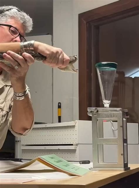 Extracting Venom From an Eastern Diamondback Rattlesnake : r/SweatyPalms