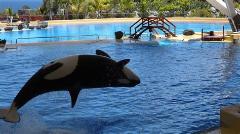 Loro Parque - Loro Park - Orca Ocean - Tenerife 2017 - YouTube