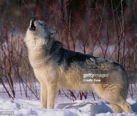 104 Wolf Howling Snow Stock Photos, High-Res Pictures, and Images - Getty Images