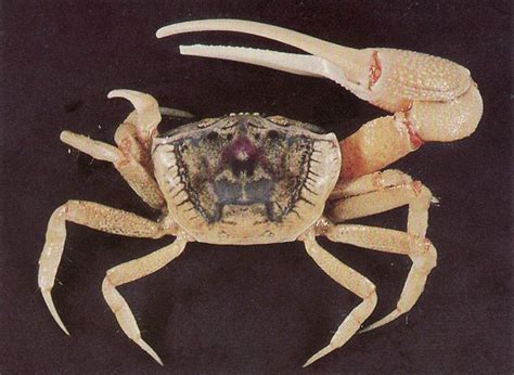 Uca pugilator - Sand Fiddler Crab or Calico Fiddler Massachusetts to ...