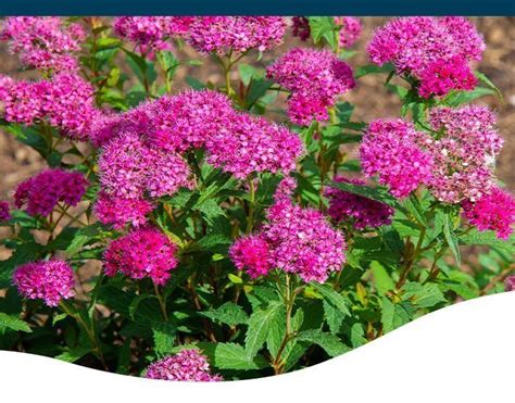 8 Best Deer-Resistant Shrubs for Your Landscape - Ted Lare - Design & Build