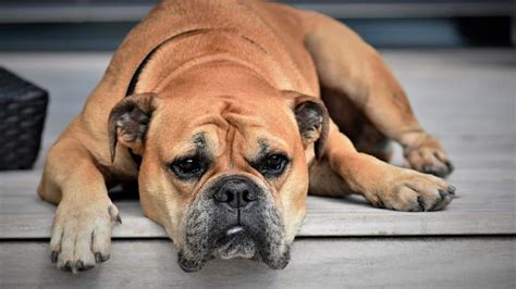 Down Syndrome in Dogs | Symptoms and Is It Possible for Dogs to It?