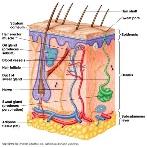 35 Label Skin Diagram - Labels Design Ideas 2020